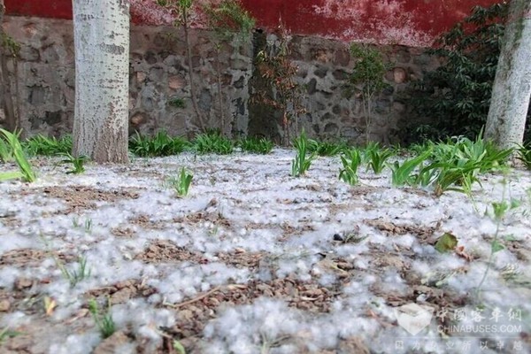 蟹岛大火查明是杨柳絮惹祸，这锅新能源客车绝不背
