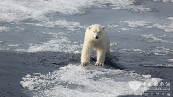 比亚迪商用车 倡议 为地球降温 