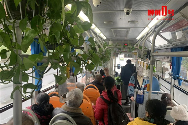 好新奇！柳州这辆公交车内“爬”满绿萝，如此浪漫谁能拒绝？