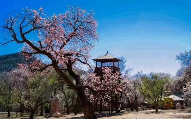 赏花攻略 来跟呼市公交一起逛春天吧