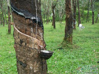 印尼2012年橡胶产量或将增长6%