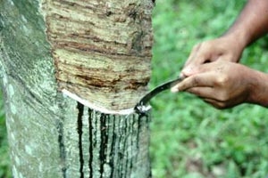 中橡协：呼吁取消天然橡胶进口关税